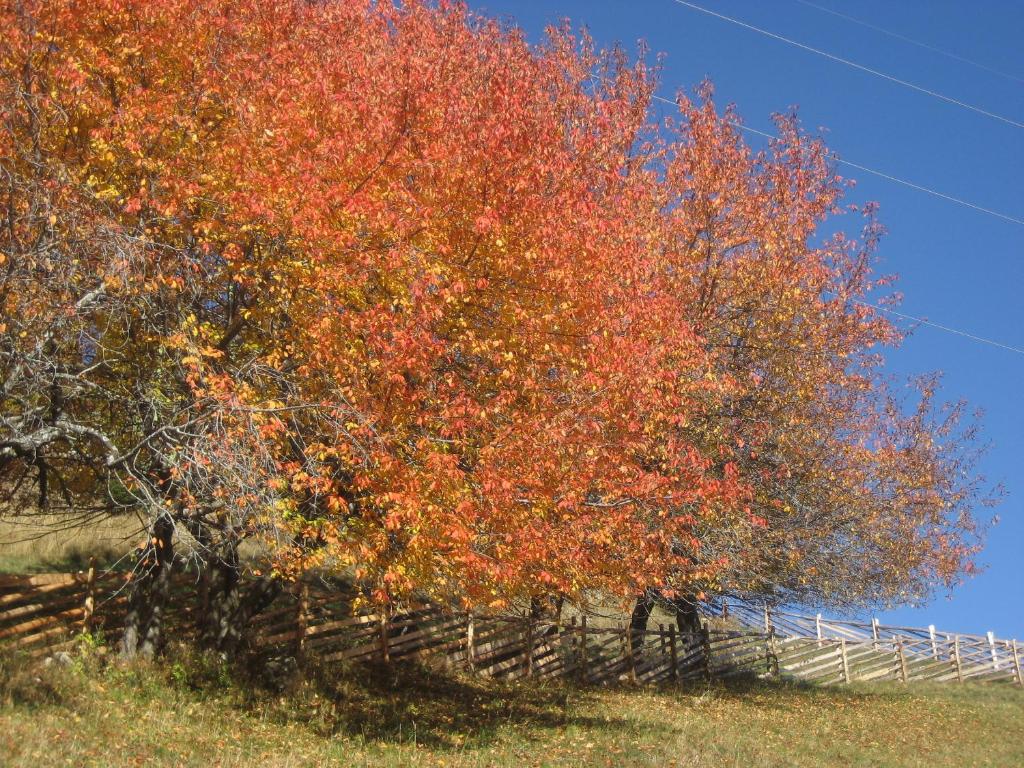 Herbstlich gefärbte Bäume am Mitterhof